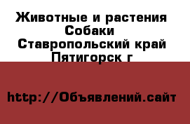 Животные и растения Собаки. Ставропольский край,Пятигорск г.